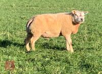 2T BELTEX RAM