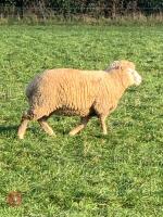 4T POLL DORSET RAM