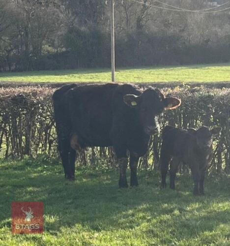 6YO DEVON X COW WITH 3WO HEIFER CALF - BIDS FOR THE PAIR