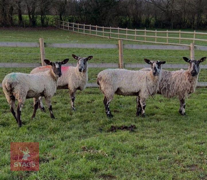 4 X BLUE FACED LEICESTER EWES - BIDS PER LIFE