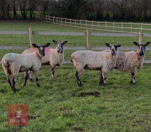 4 X BLUE FACED LEICESTER EWES - BIDS PER LIFE