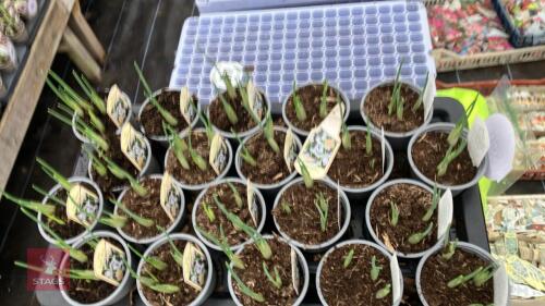 20 LIGHT BLUE IRIS POTS