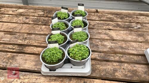 8 SAXIFRAGA LOFTY BLUSH PLANTS