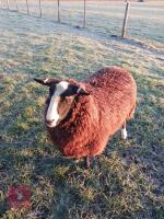 11MO ZWARTBLE RAM LAMB - 2