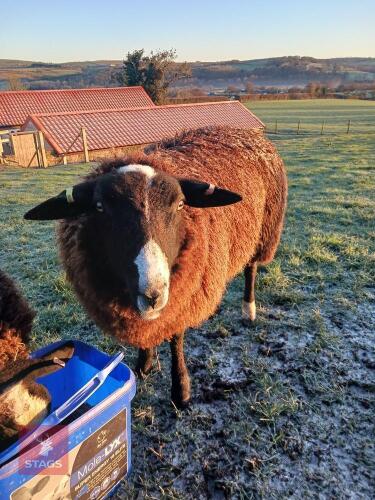 11MO ZWARTBLE RAM LAMB