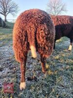 11MO ZWARTBLE RAM LAMB - 2