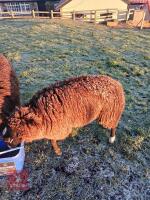 11MO ZWARTBLE RAM LAMB - 3