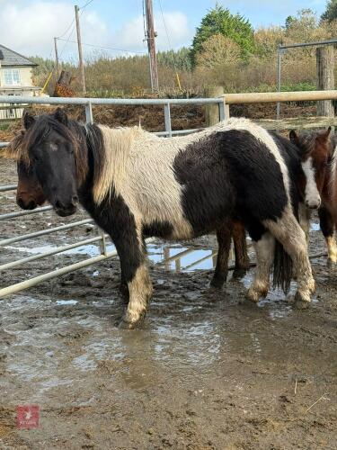SHETLAND X DHP COLT