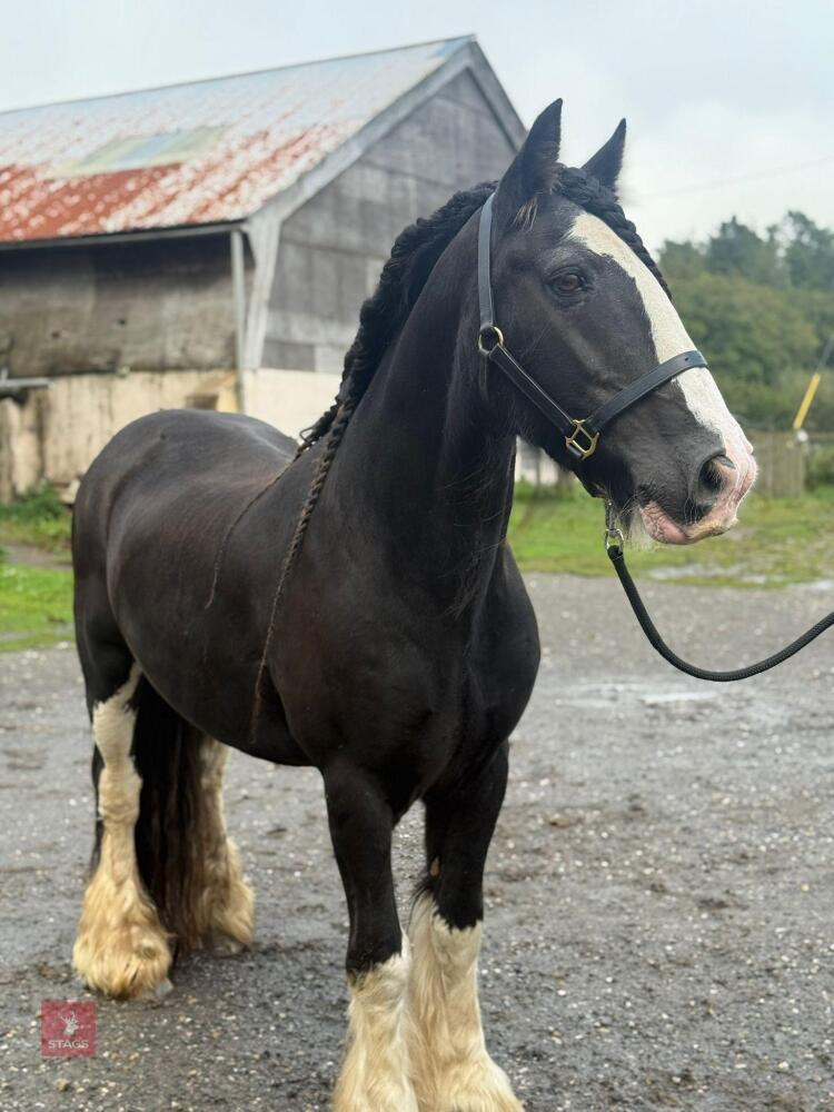 14YO 14.3HH TRADITIONAL COB GELDING