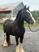 14YO 14.3HH TRADITIONAL COB GELDING