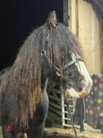 14YO 14.3HH TRADITIONAL COB GELDING - 2