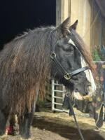 14YO 14.3HH TRADITIONAL COB GELDING - 3