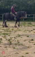 14YO 14.3HH TRADITIONAL COB GELDING - 4