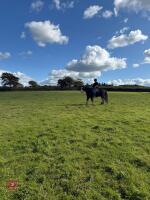 14YO 14.3HH TRADITIONAL COB GELDING - 5
