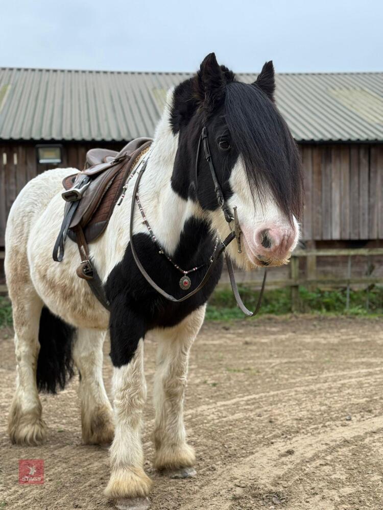 14YO 14.2HH TRADITIONAL COB GELDING
