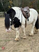 14YO 14.2HH TRADITIONAL COB GELDING - 2