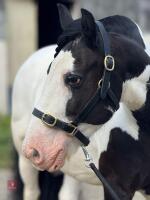 14YO 14.2HH TRADITIONAL COB GELDING - 3