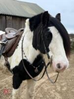 14YO 14.2HH TRADITIONAL COB GELDING - 4