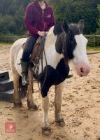 14YO 14.2HH TRADITIONAL COB GELDING - 5