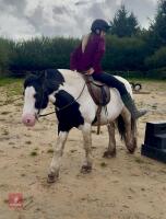14YO 14.2HH TRADITIONAL COB GELDING - 6