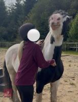 14YO 14.2HH TRADITIONAL COB GELDING - 7