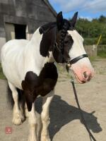 14YO 14.2HH TRADITIONAL COB GELDING - 8