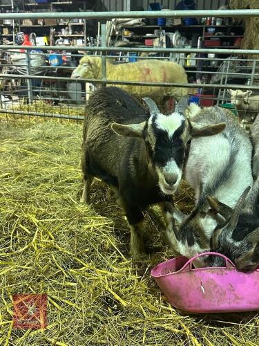 2 PYGMY WETHER GOATS - BIDS PER LIFE