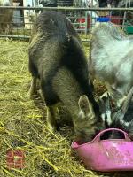 2 PYGMY WETHER GOATS - BIDS PER LIFE - 2