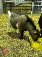 2 PYGMY WETHER GOATS - BIDS PER LIFE - 3