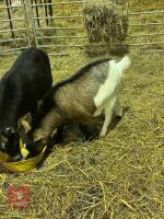 2 PYGMY WETHER GOATS - BIDS PER LIFE - 4