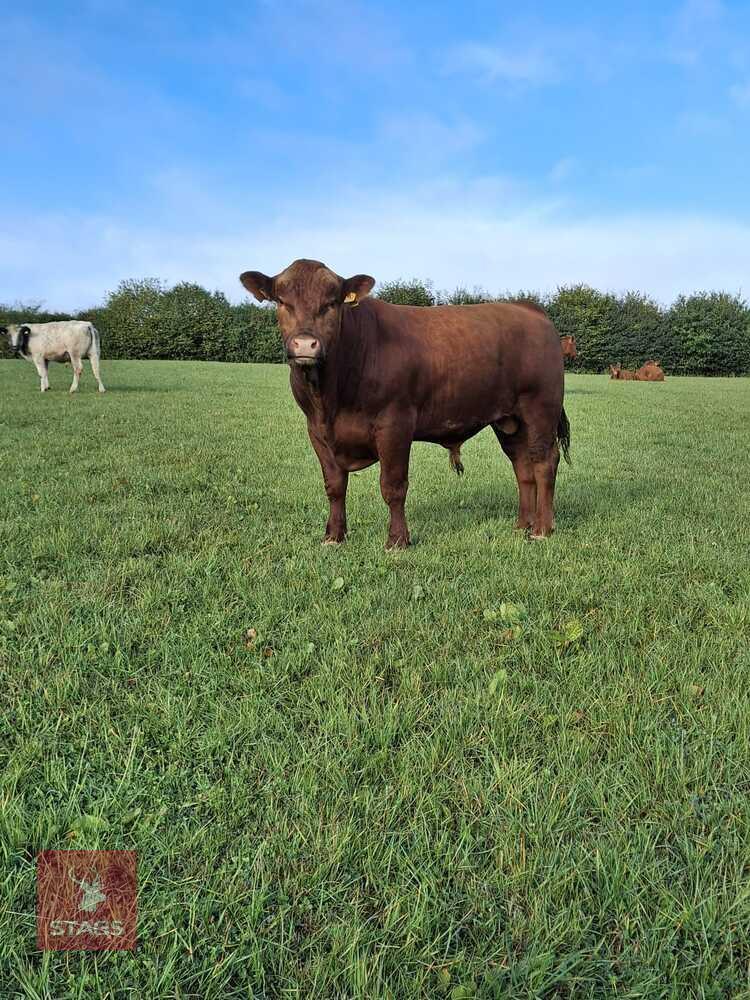 20MO PEDIGREE STABILISER BULL