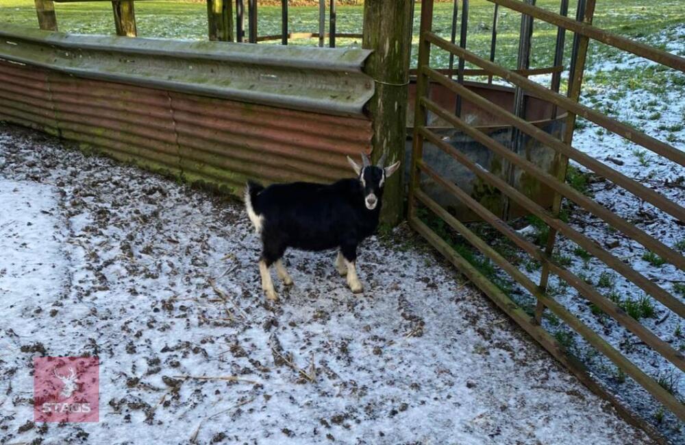 3MO PYGMY BILLY GOAT KID