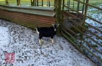 3MO PYGMY BILLY GOAT KID