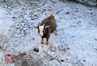 3MO PYGMY BILLY GOAT KID