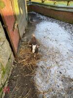 3MO PYGMY BILLY GOAT KID - 3