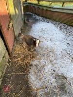 3MO PYGMY BILLY GOAT KID - 4