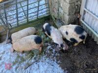 4 X 3MO MALE PIGLETS - BIDS PER LIFE