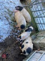 4 X 3MO MALE PIGLETS - BIDS PER LIFE - 4