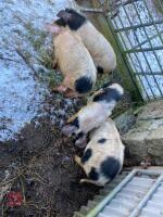 4 X 3MO MALE PIGLETS - BIDS PER LIFE - 5