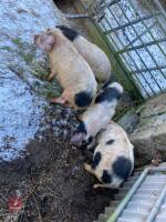 4 X 3MO MALE PIGLETS - BIDS PER LIFE - 6