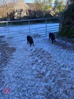 2 X 3MO BLACK GILTS - BIDS PER LIFE - 4