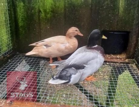 PAIR OF WILDFOWL CALL DUCKS - BIDS PER LIFE