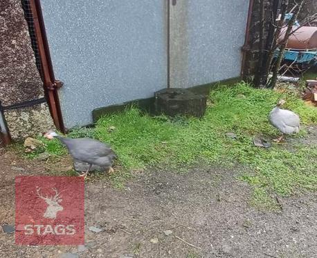 10 X UNSEXED GUINEA FOWL - BIDS PER LIFE