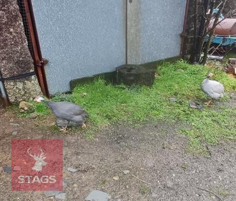 5 X UNSEXED GUINEA FOWL - BIDS PER LIFE