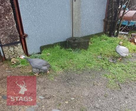 5 X UNSEXED GUINEA FOWL - BIDS PER LIFE