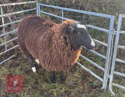 PURE BRED ZWARTBLE EWE HOGG