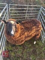 PURE BRED ZWARTBLE EWE HOGG - 2
