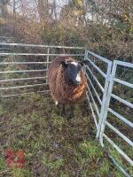 PURE BRED ZWARTBLE EWE HOGG - 3