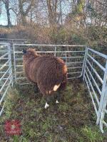 PURE BRED ZWARTBLE EWE HOGG - 4