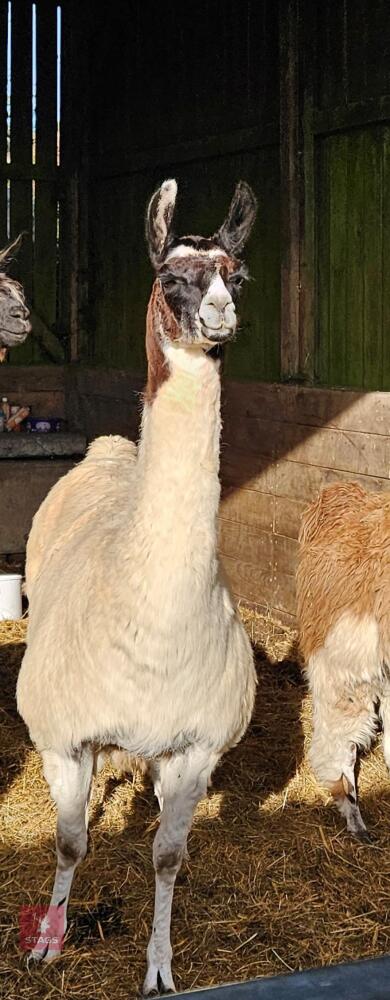 4YO FEMALE LLAMA